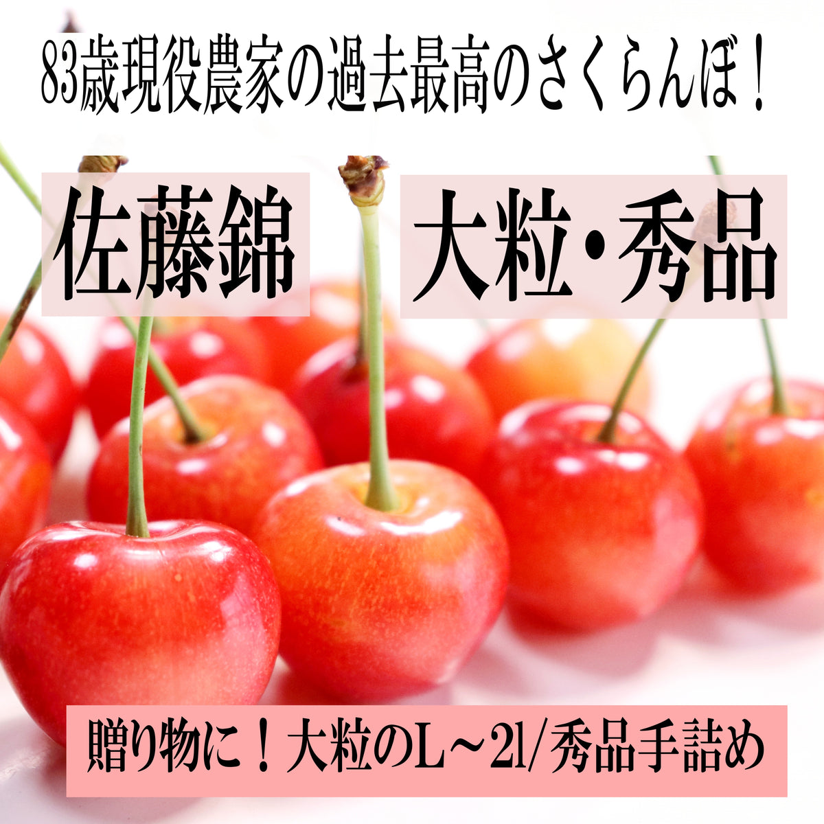 今シーズンは終了しました。夏ギフト 大切な方への贈り物 青森県産 さくらんぼ 佐藤錦 秀品 1kg L～2Lサイズ 農家直送 お中元 ギフト 83歳現役農家が育てた 数量限定 20年で最高の出来