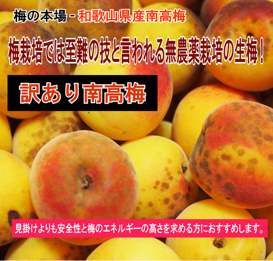 6月より発送スタート予定！本場和歌山の訳あり無農薬南高梅-生梅 酵素ジュース 梅ジュース 梅ジャム 自然栽培