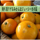 高糖度 甘い有田みかん10kg 特選 和歌山 皮ごと使えるエコファーマー  温州みかん リピート率NO1 ギフト  ギフト  減農薬  高糖度