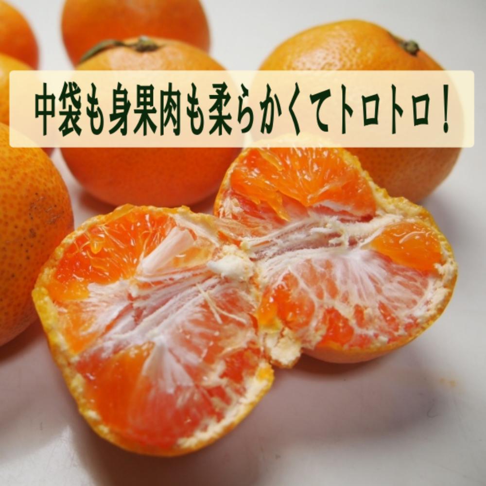 高糖度 甘い有田みかん10kg 特選 和歌山 皮ごと使えるエコファーマー  温州みかん リピート率NO1 ギフト  ギフト  減農薬  高糖度