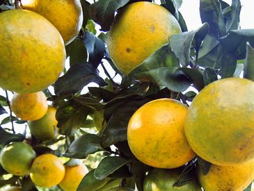 味香ん園の不知火（デコポン）5kg 有機減農薬 愛媛 産地直送 甘くて味の濃い みかんえん　皮はマーマレードやアロマバスにも！美味しいみかん デコポン