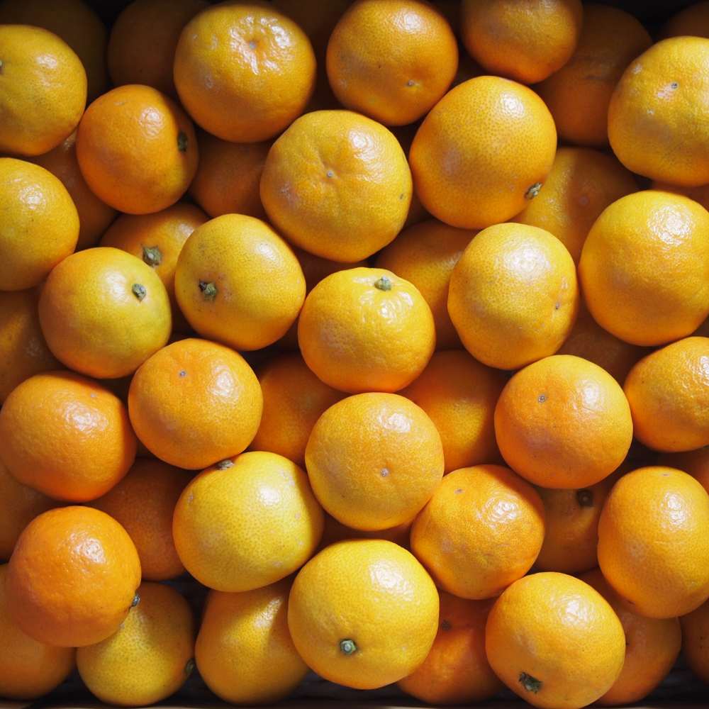 高糖度 甘い有田みかん10kg 特選 和歌山 皮ごと使えるエコファーマー  温州みかん リピート率NO1 ギフト  ギフト  減農薬  高糖度