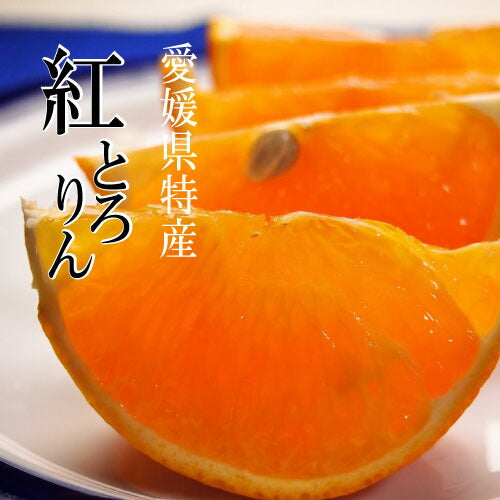 12月よりスタート 期間・数量限定！愛媛 無農薬みかん 紅とろりん3kg とろける美味しさ ミカン 無農薬柑橘 お歳暮 ギフト 愛媛 八幡浜 紅まどんな
