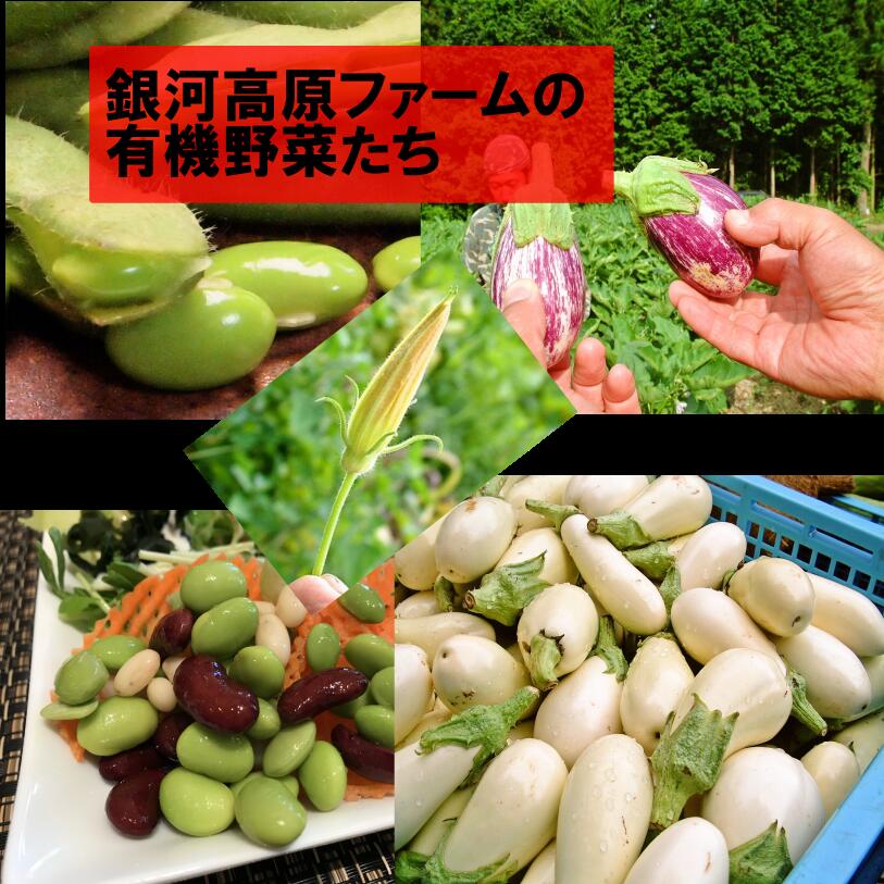 甘くて旨くてジューシー！有機 生とうもろこし めぐみ Lサイズ/14本入り 朝採り 生トウモロコシ 群馬県産 有機JAS  産地直送 クール配送