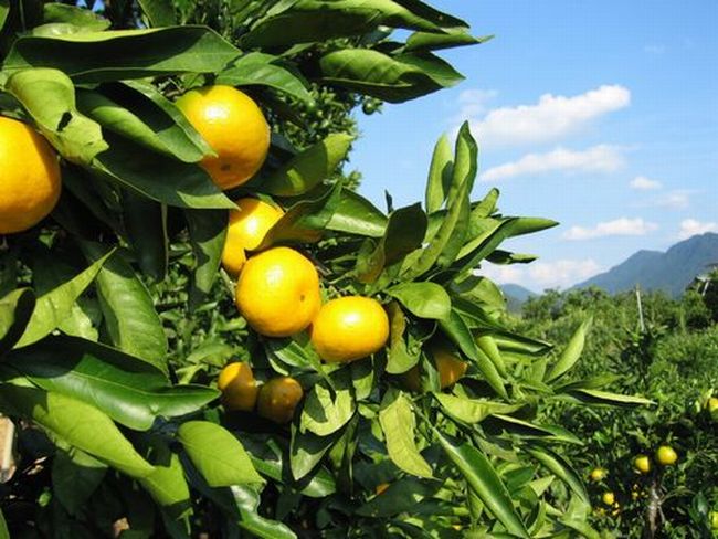 高糖度 和歌山県産 みかん 甘い有田みかん3kg  特選 皮ごと使える リピート率NO1ギフト糖度12度～ ギフト 温州みかん エコファーマー  高糖度 柔らかい　【送料無料(北海道、離島除く)】