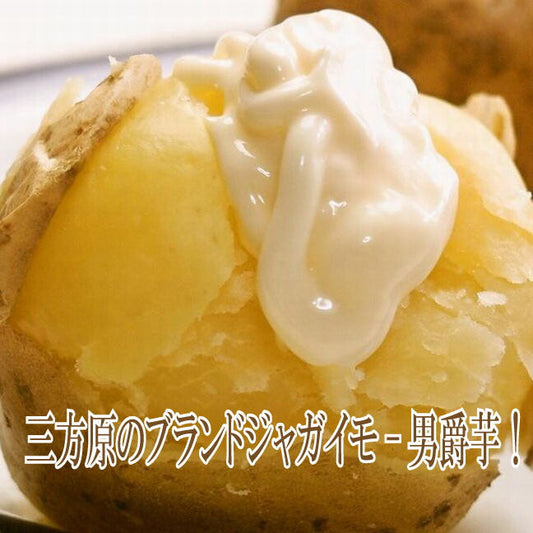 たちばなファーム 三方ヶ原のジャガイモ/キタアカリ  新じゃがいも 色白  静岡県 浜松 男爵 きたあかり野菜 お取り寄せ ご当地