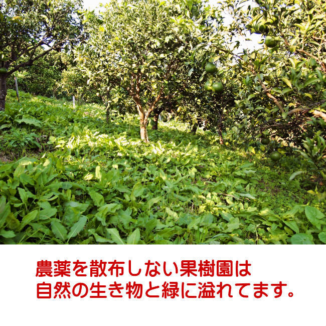 味香ん園の不知火（デコポン）5kg 有機減農薬 愛媛 産地直送 甘くて味の濃い みかんえん　皮はマーマレードやアロマバスにも！美味しいみかん デコポン