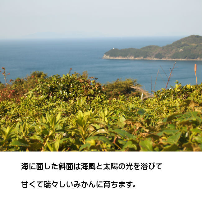 味香ん園の不知火（デコポン）5kg 有機減農薬 愛媛 産地直送 甘くて味の濃い みかんえん　皮はマーマレードやアロマバスにも！美味しいみかん デコポン