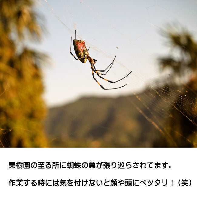 数量限定！ 味香ん園の無農薬ぽんかん5kg 愛媛 みかん 有機減農薬栽培 甘くてジューシーポンカン 産地直送 農薬不使用 数量期間限定品