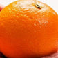 3月中旬よりスタート予定 柑橘の大トロ 露地せとか 味香ん園の木なり熟成せとか3kg（15玉前後）甘みと酸味のバランスが最高 とろける美味しさ 愛媛県 産地直送  せとか