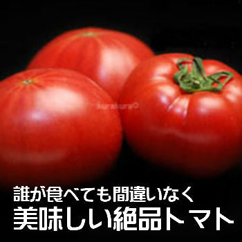 今シーズンもスタート！誰が食べても旨いと驚く糖度10度以上の珊瑚樹トマト 1kg  ダイエット 美肌 国産 野菜  産地直送 産直 お取り寄せ 徳島県産