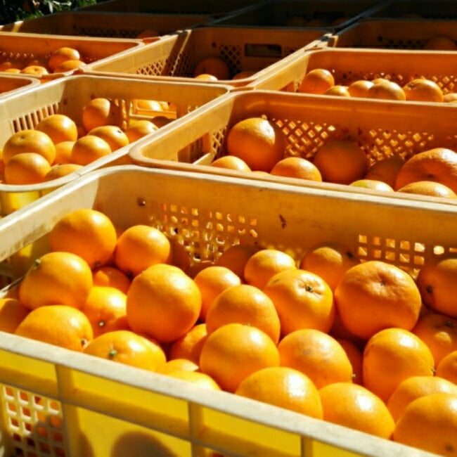 数量限定！ 味香ん園の無農薬ぽんかん5kg 愛媛 みかん 有機減農薬栽培 甘くてジューシーポンカン 産地直送 農薬不使用 数量期間限定品