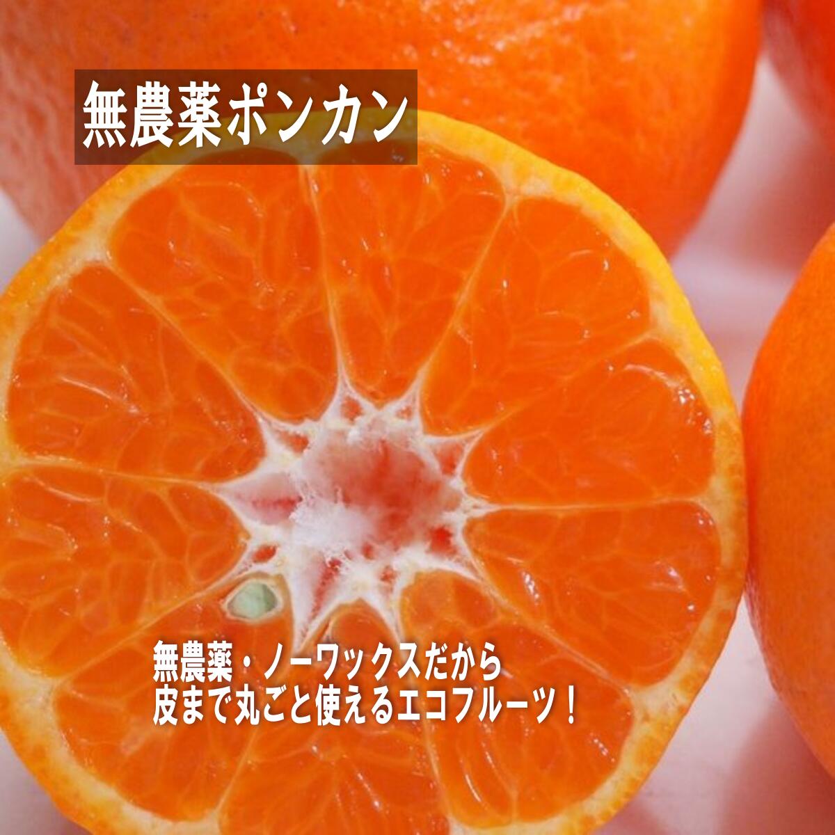 数量限定！ 味香ん園の無農薬ぽんかん5kg 愛媛 みかん 有機減農薬栽培 甘くてジューシーポンカン 産地直送 農薬不使用 数量期間限定品