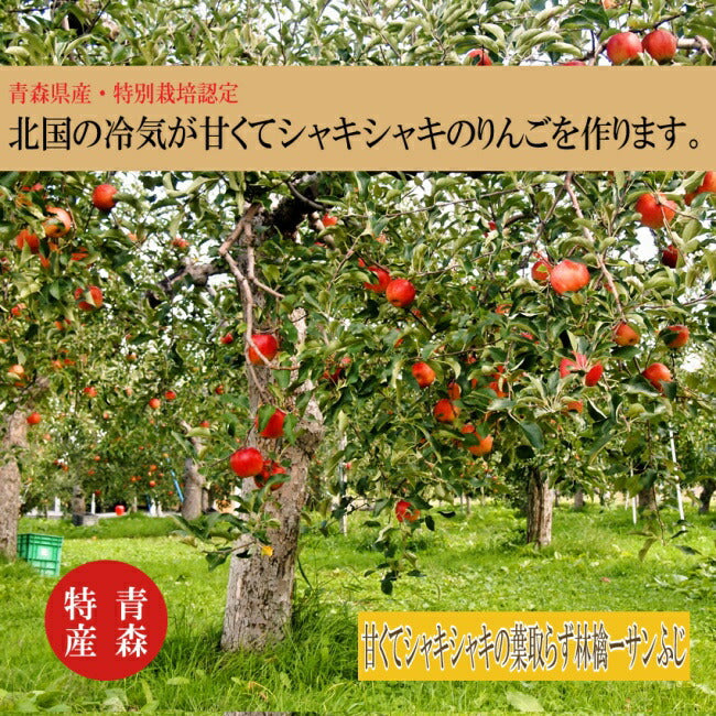 甘みと香りの林檎の王様！青森葉とらず林檎  りんご ！甘～い王林 酸味が少ない お子様に大人気 葉とらず林檎 皮ごと食べられる 青森県特別栽培認定  減農薬栽培 産地直送