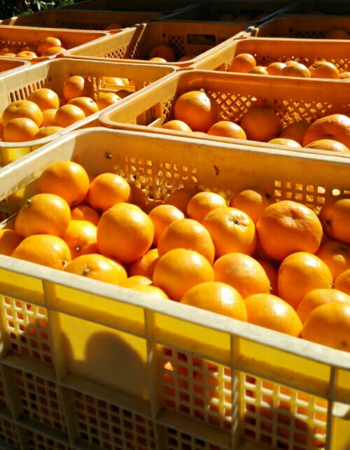 味香ん園の不知火（デコポン）5kg 有機減農薬 愛媛 産地直送 甘くて味の濃い みかんえん　皮はマーマレードやアロマバスにも！美味しいみかん デコポン